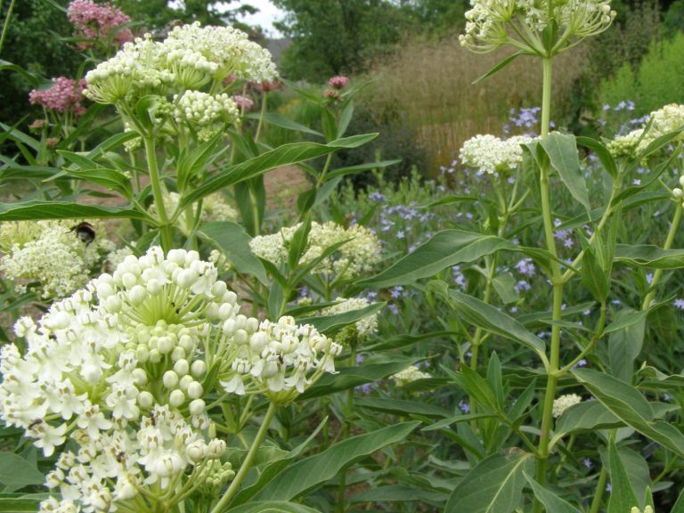 Asclepias_incarnata_ICEBALET_2__1