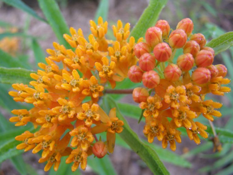 Asclepias_tuberosa_ziedynas