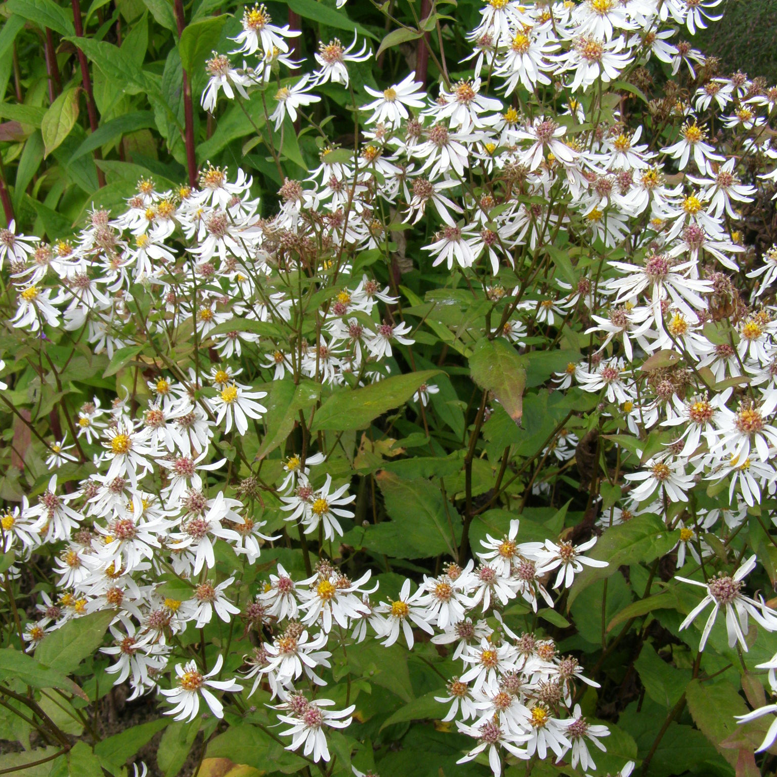 charset=InvalidCharsetId Aster divaricatus