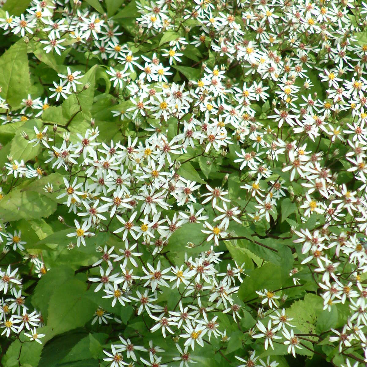 Aster Beth Chato