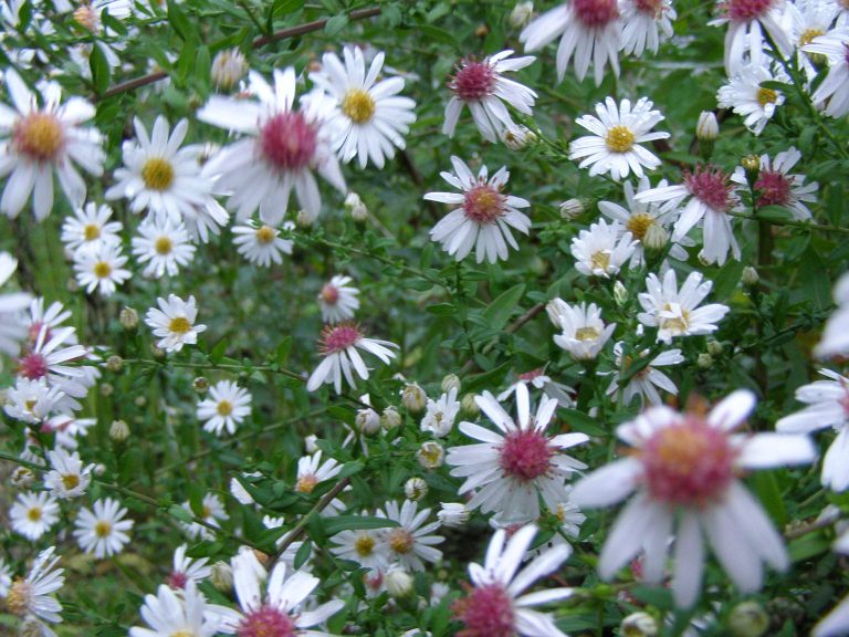 Aster_CHLOE_1