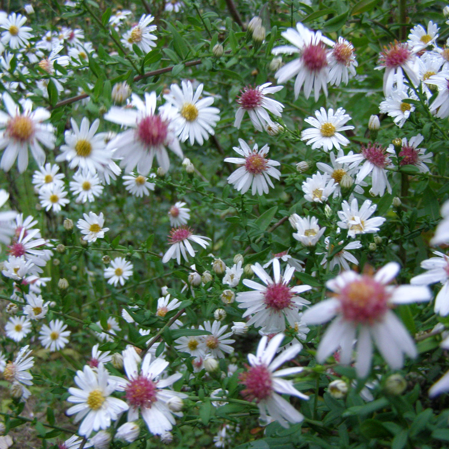 Aster CHLOE
