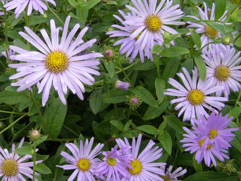 Aster_MONCH_23_1