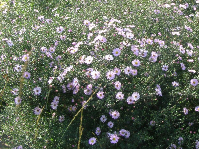 Aster_VASTERIVAL_augyne_1