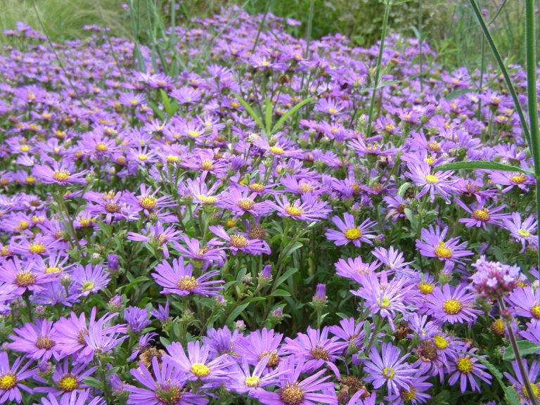 Aster_amellus_BUTZEMANN_1