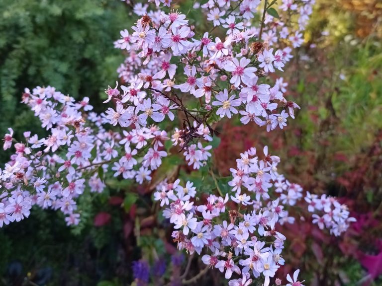 Aster_cordifolius_BLUTENREGEN