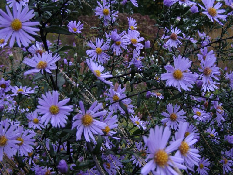 Aster_laevis_CALLIOPE_1