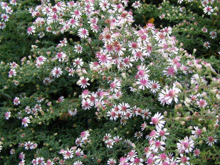 Aster_lateriflorus_HORIZONTALIS_1_1