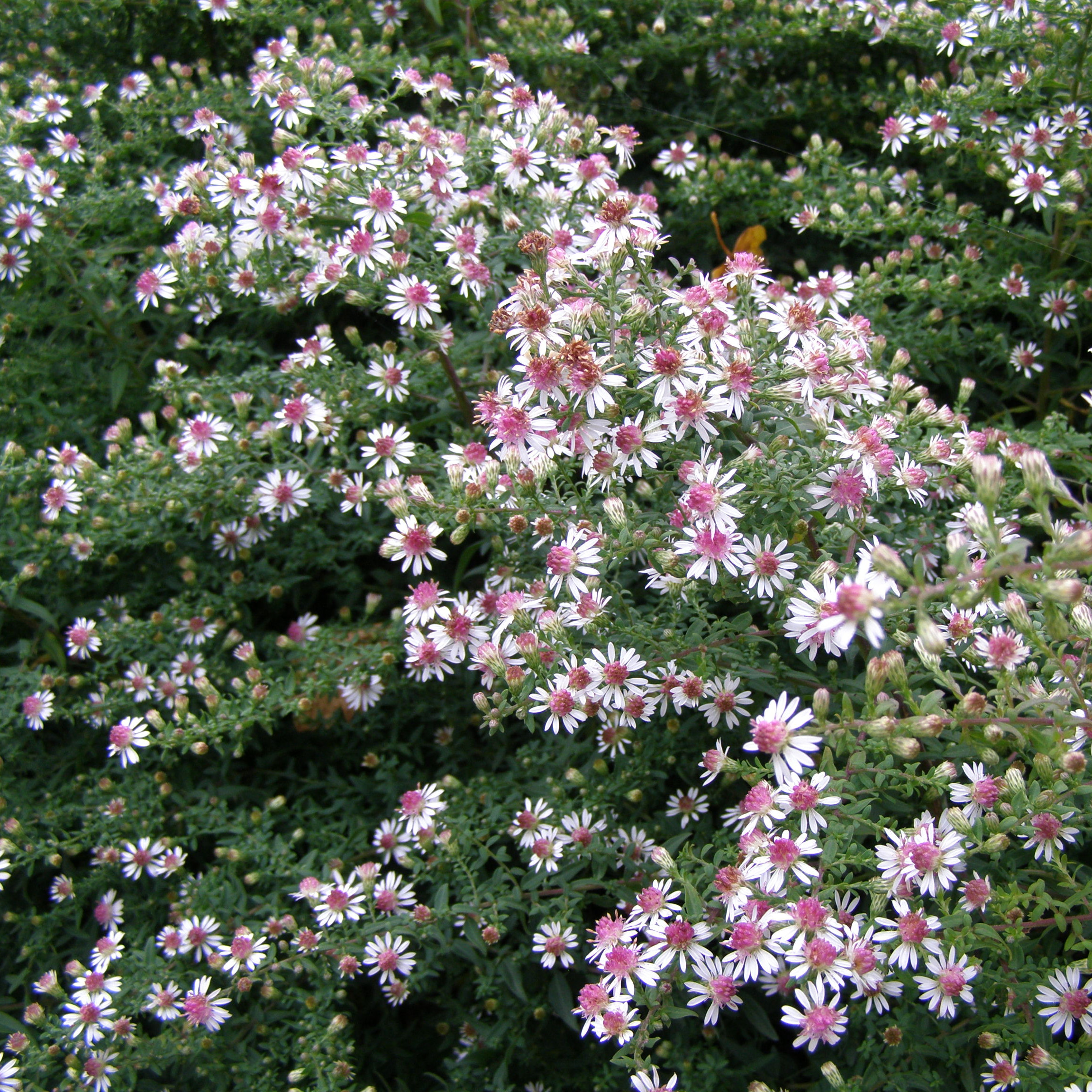 Aster lateriflorus HORIZONTALIS