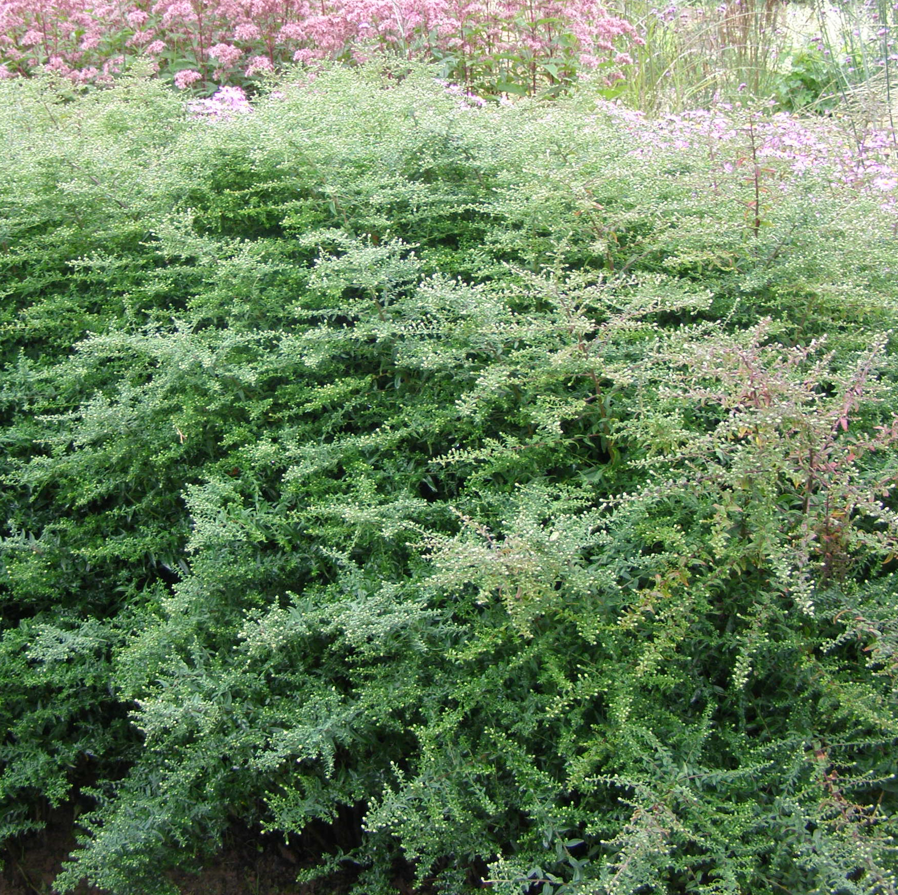 Aster lateriflorus HORIZONTALIS