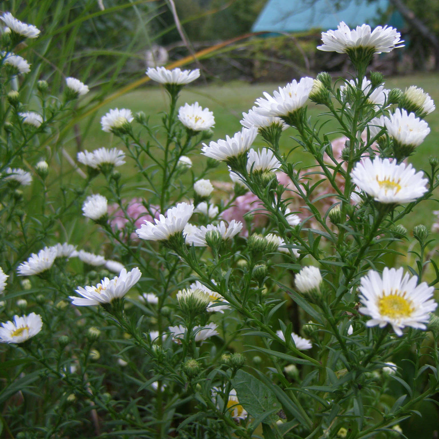 charset=InvalidCharsetId Aster nova angliae HERBSTSCHNEE