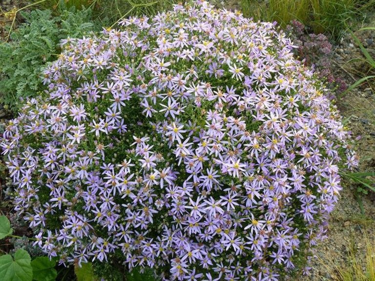 Aster_sedifolius_nanus_bendras_R_1
