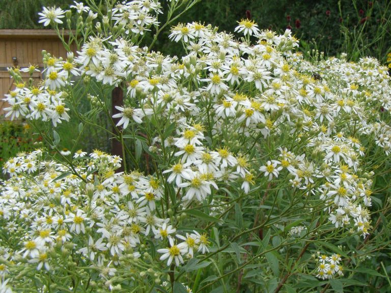 Aster_umbellatus_WEISER_SCHIRM_1