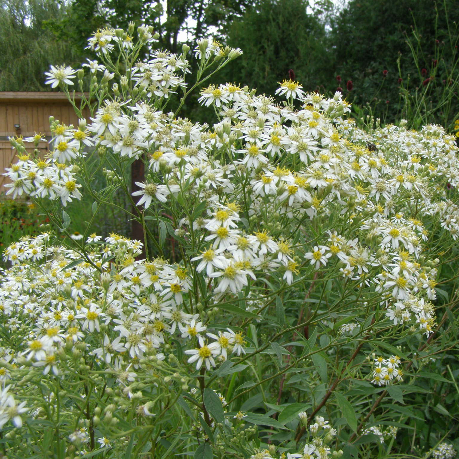 Aster umbellatus WEISER SCHIRM