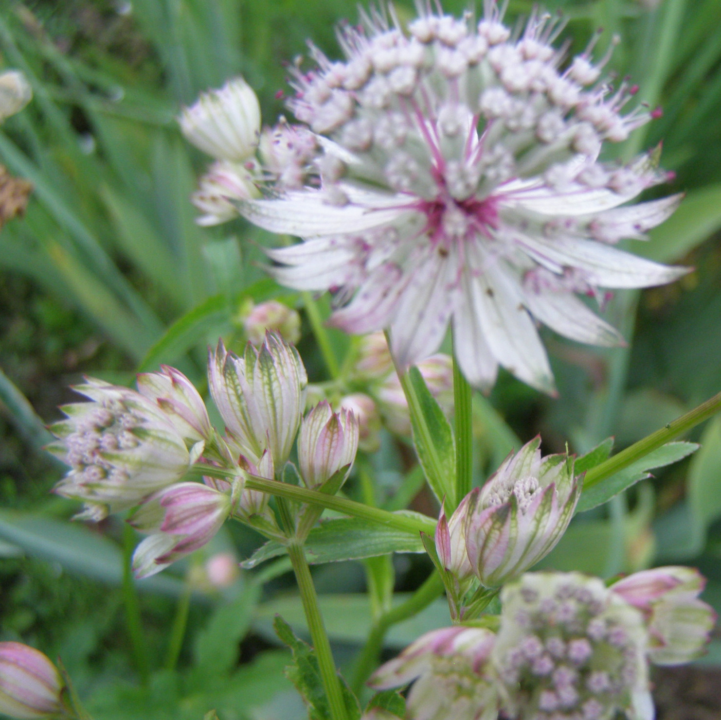 Astrancija Sunningdale