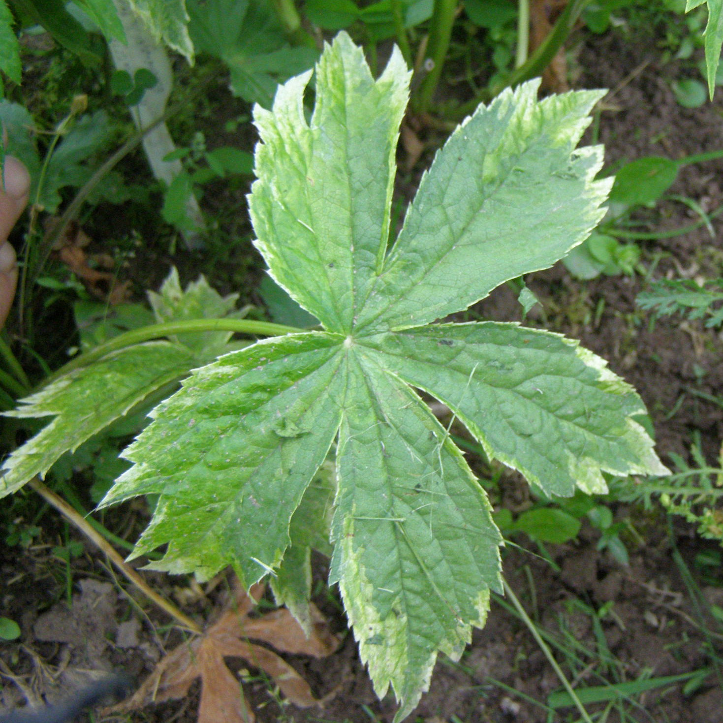Astrancijos Sunningdale Variegata lapas