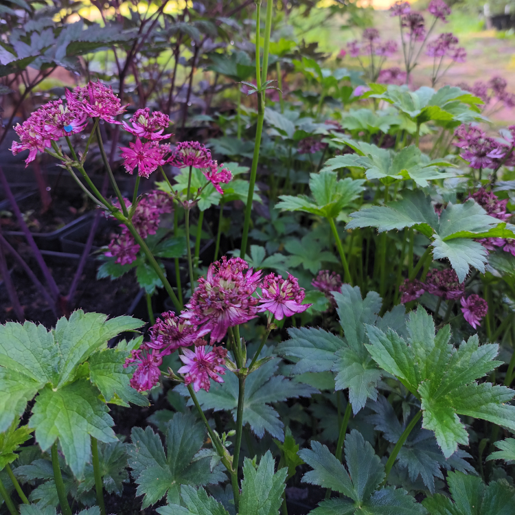 Astrantia Ruby Wedding