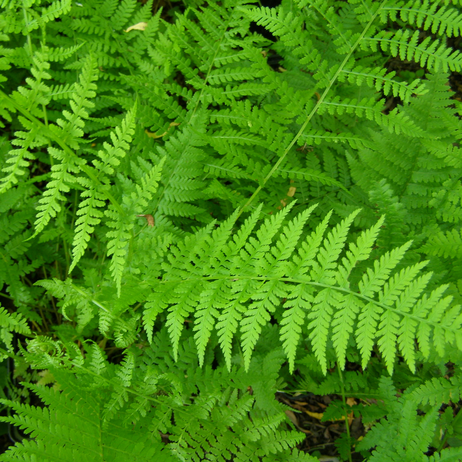 Athyrium filix femina