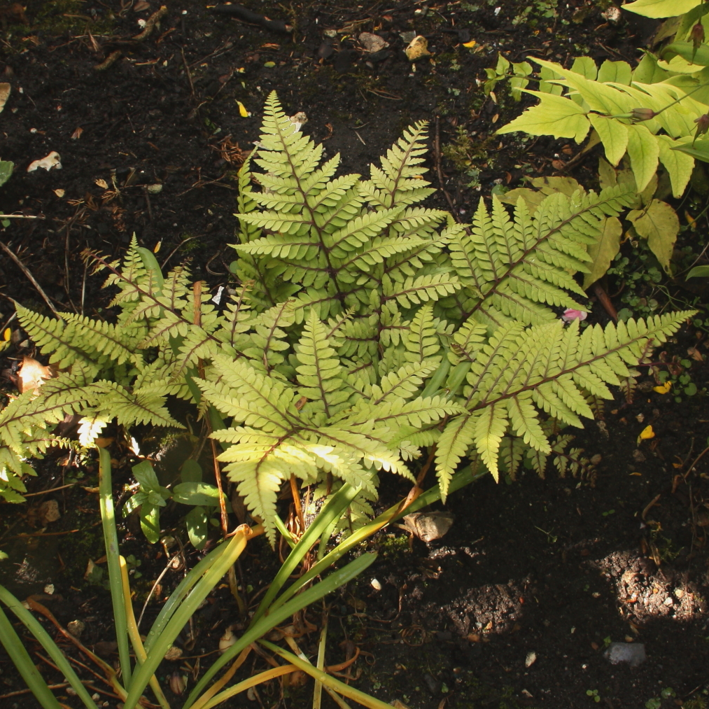 Athyrium otophorum okanum