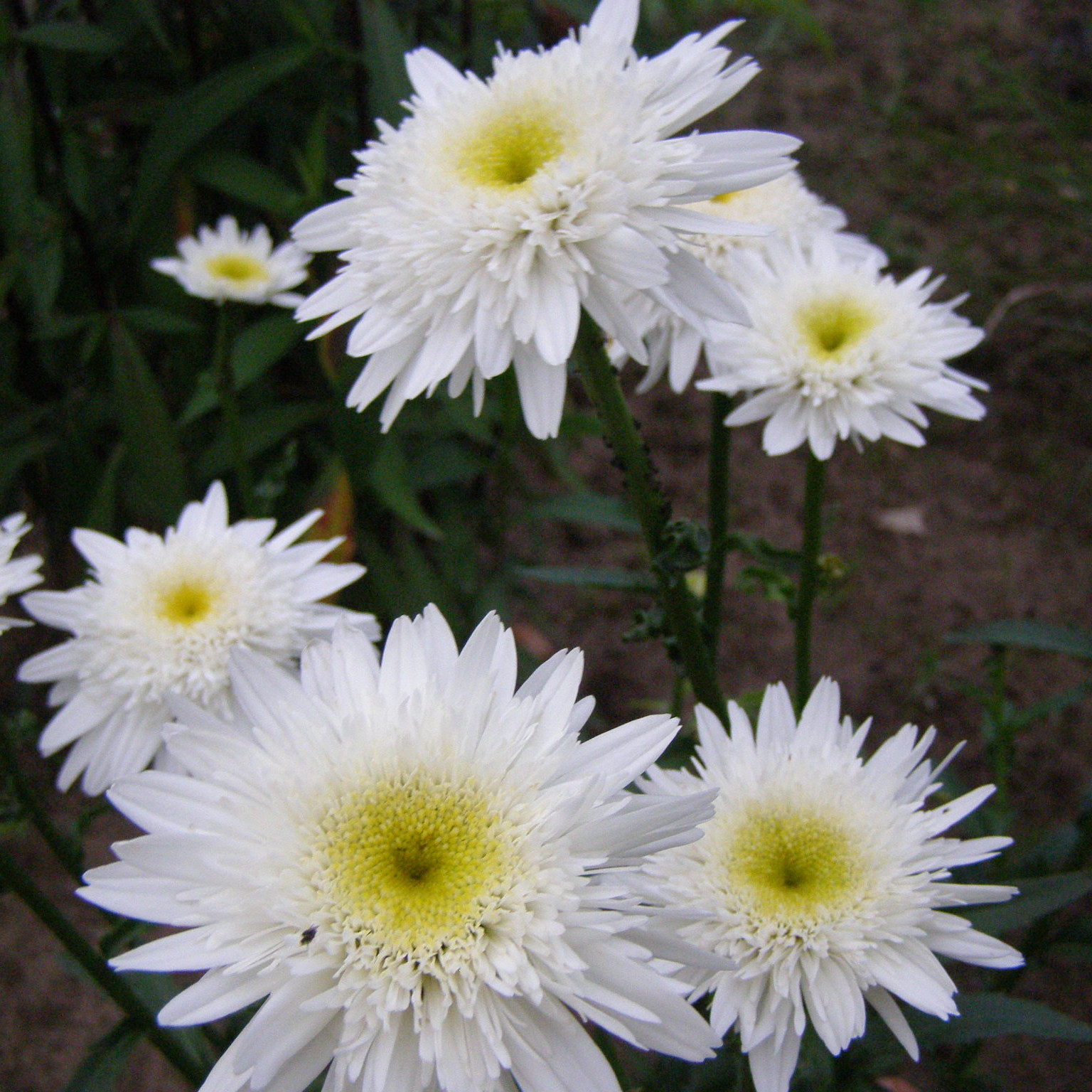 charset=InvalidCharsetId leucanthemum stina