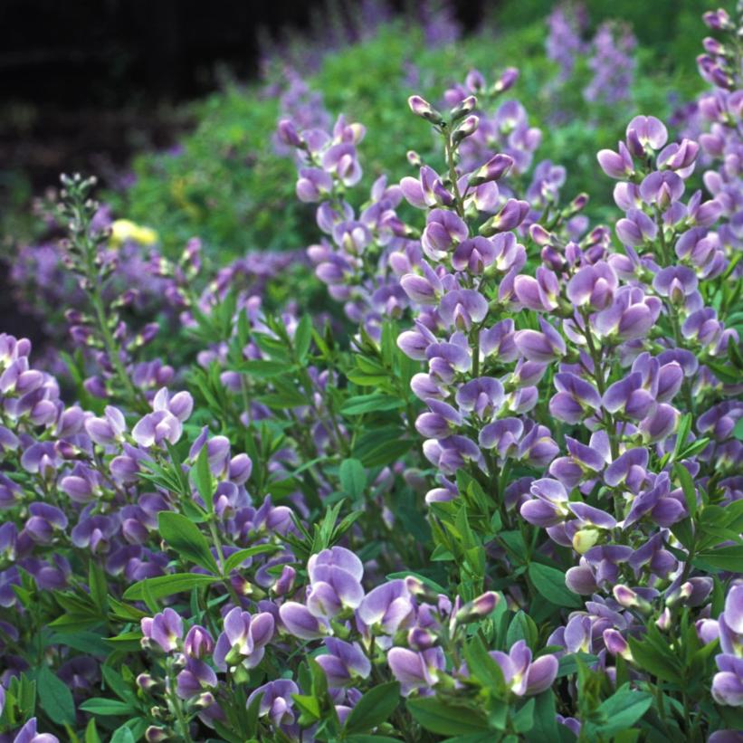 Baptisia 'Purple Smoke'