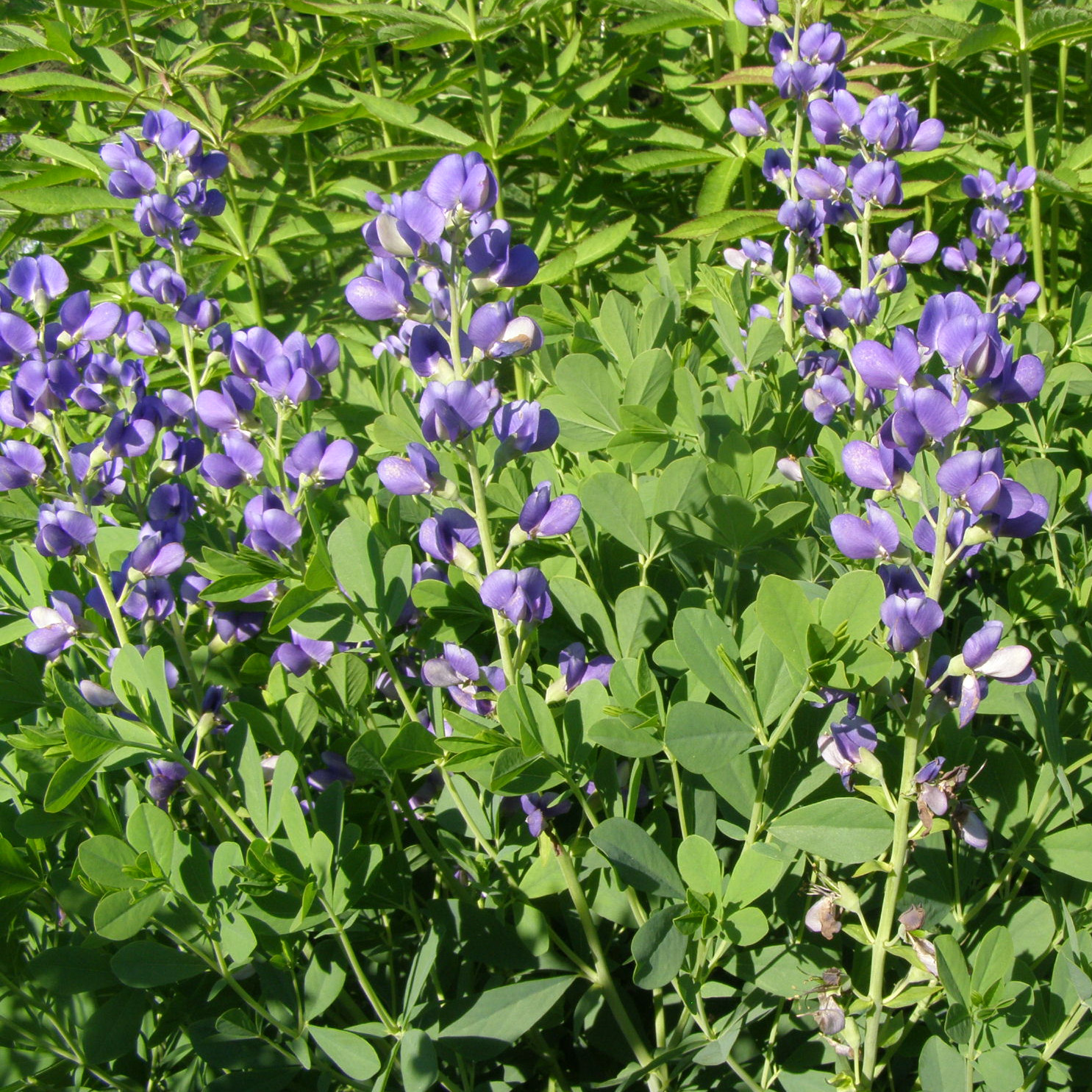 Baptisia australis