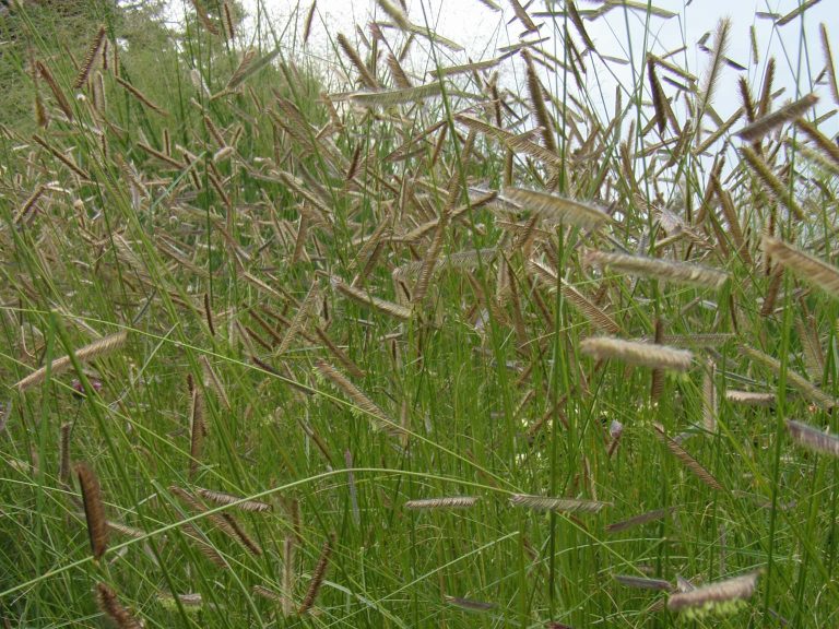 Bouteloua_gracilis_varpeles_1