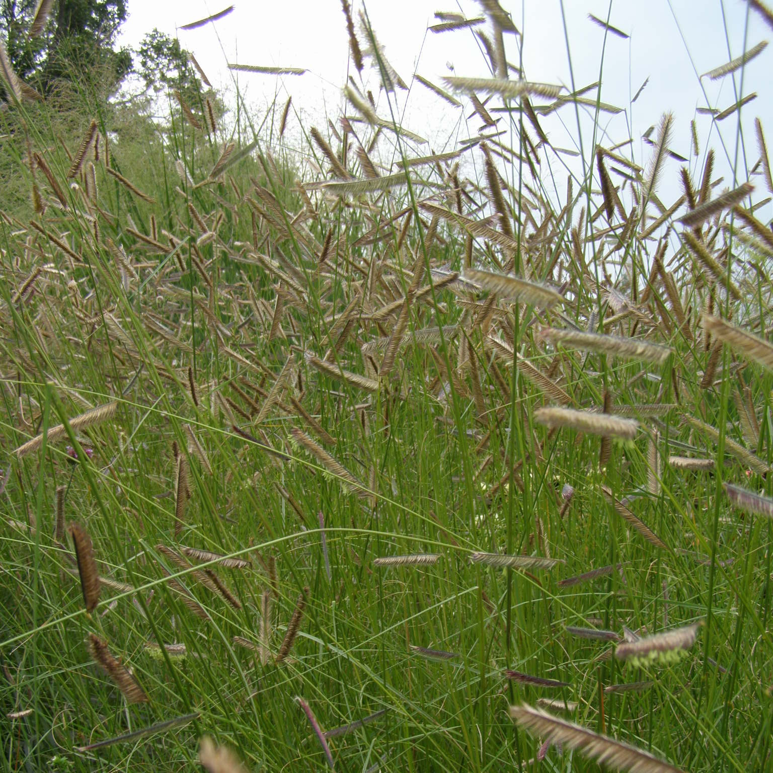Bouteloua gracilis