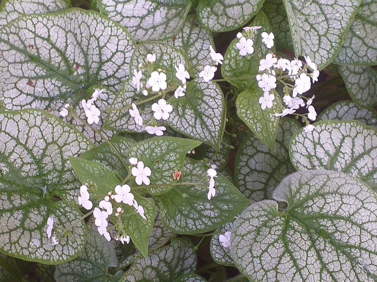 Brunnera_Mrs_Morse_R_1