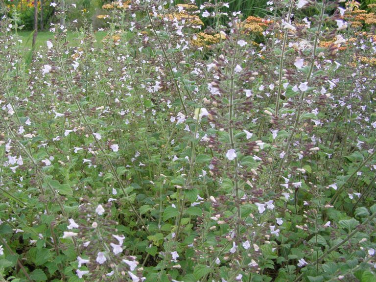 Calaminta_nepeta_Blue_Cloud_1_1