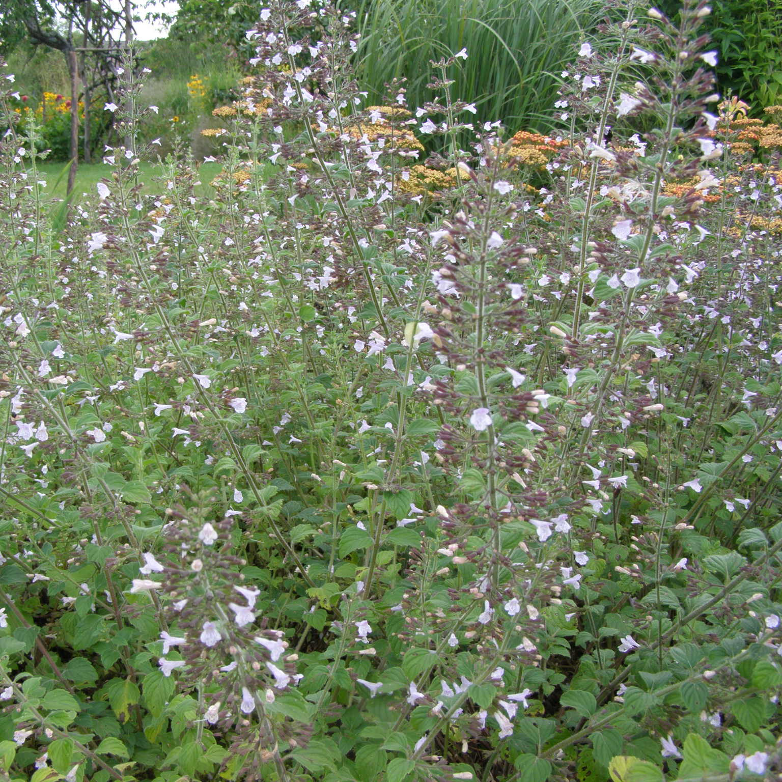 Calaminta nepeta Blue Cloud
