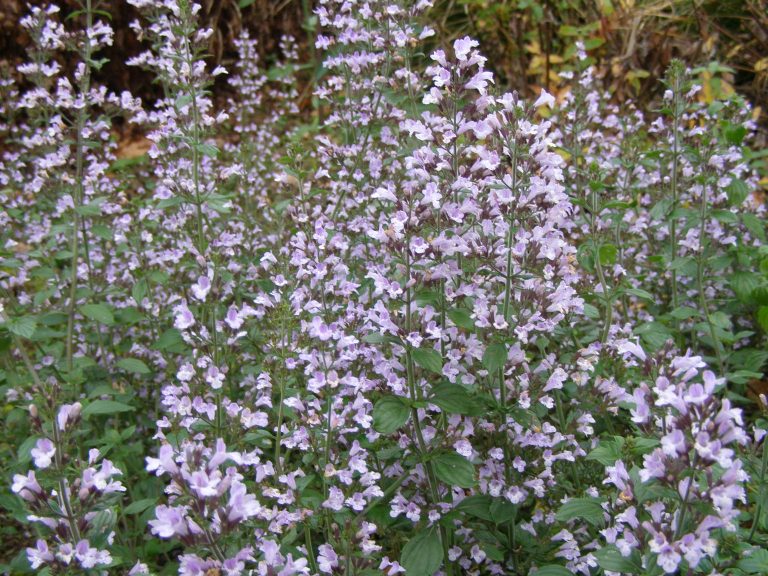 Calaminta_nepeta_Triumphator_1