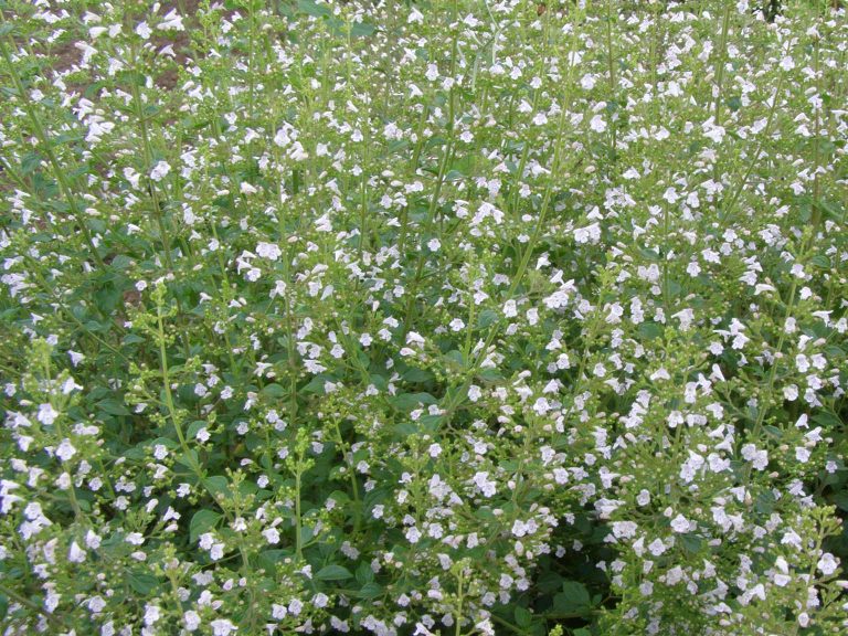 Calaminta_nepeta_ssp._nepeta_1