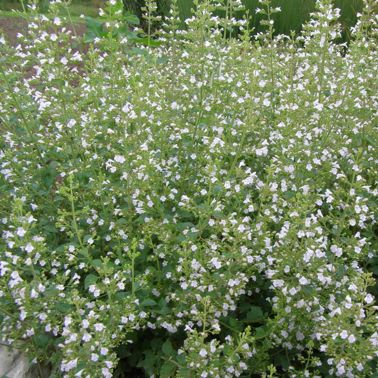 Calaminta nepeta ssp. nepeta