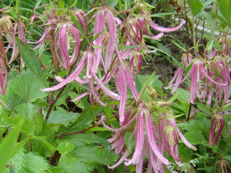 Campanula_PINK_OCTOPUS_1