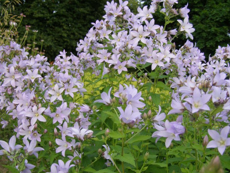 Campanula_lactiflora_Loddon_Ana_1