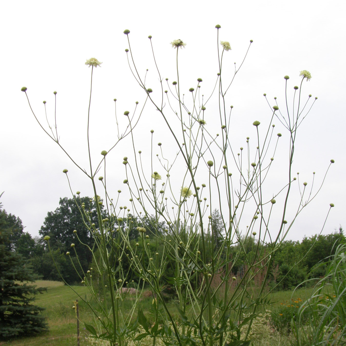 Cephalaria gigantea