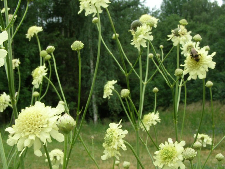 Cephalaria_gigantea_ziedai_1