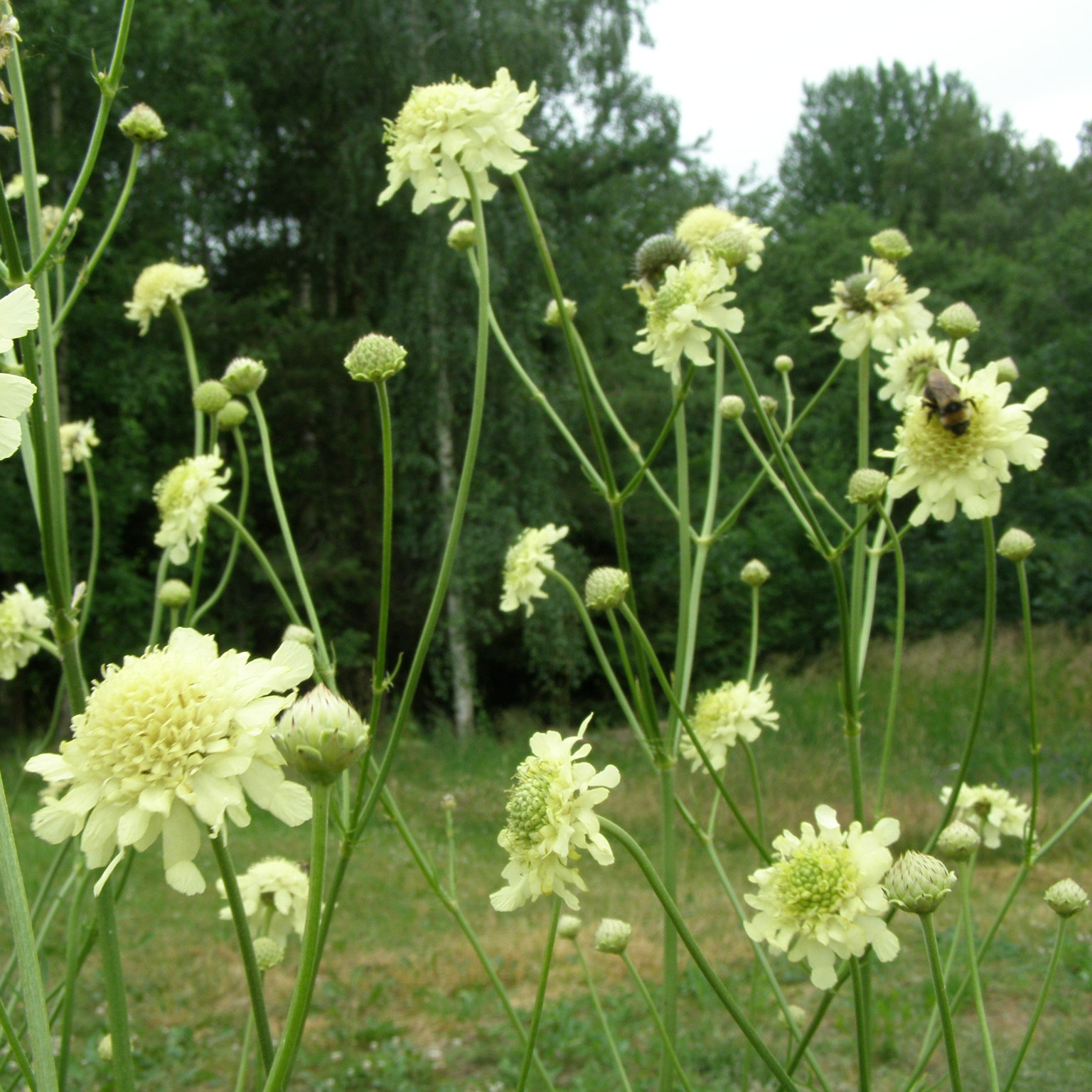 Cephalaria gigantea