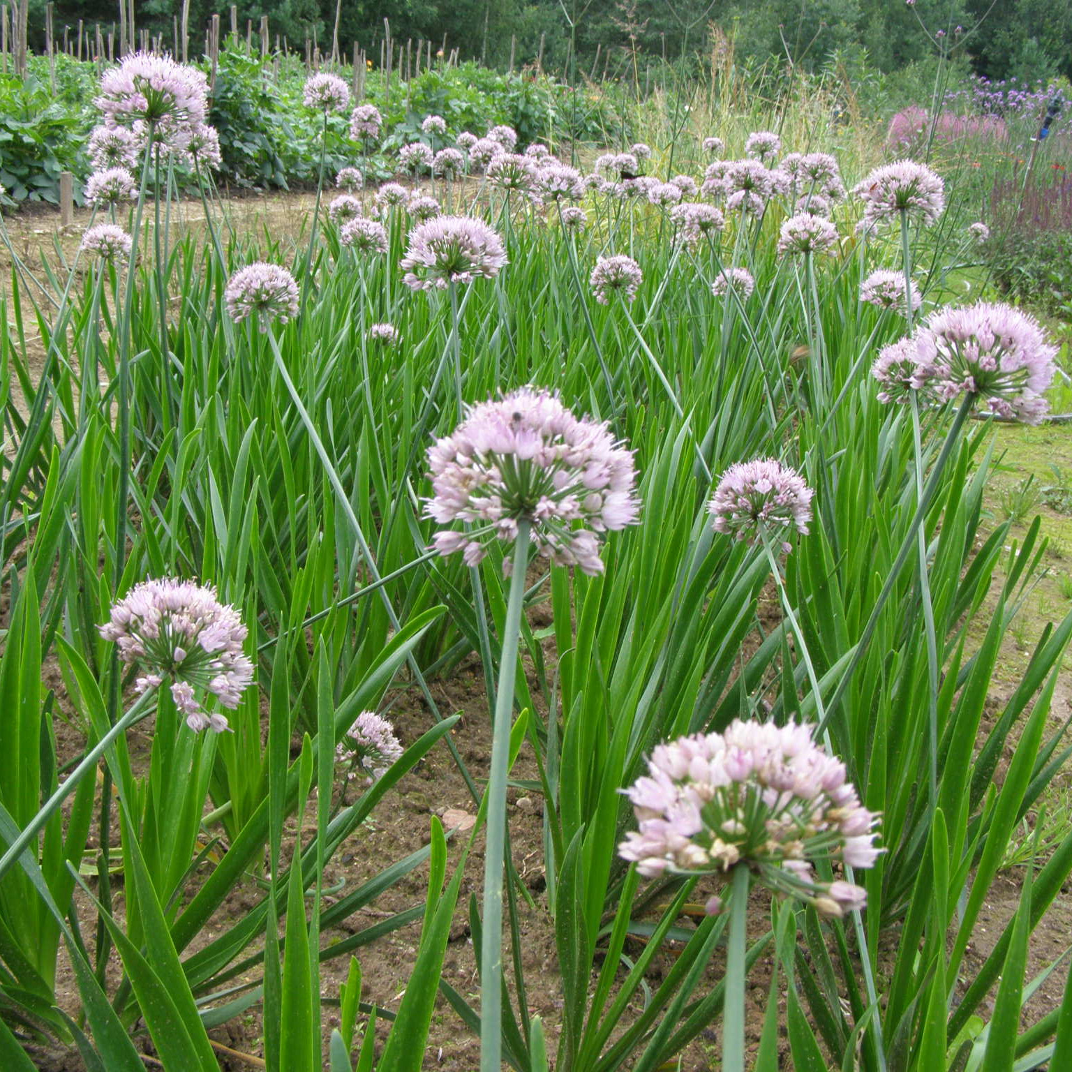 charset=InvalidCharsetId Cesnakas SUMMER BEAUTY