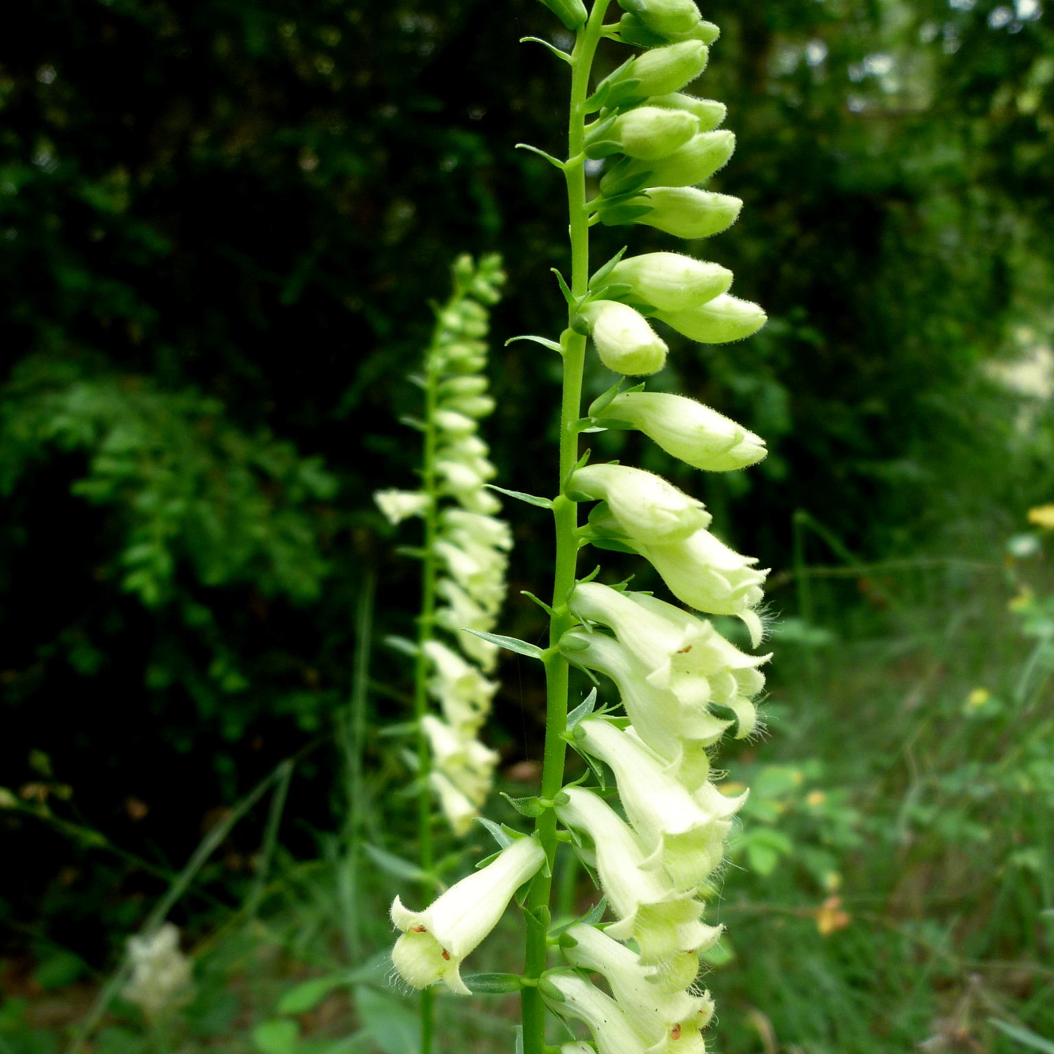 DIGITALIS LUTEA