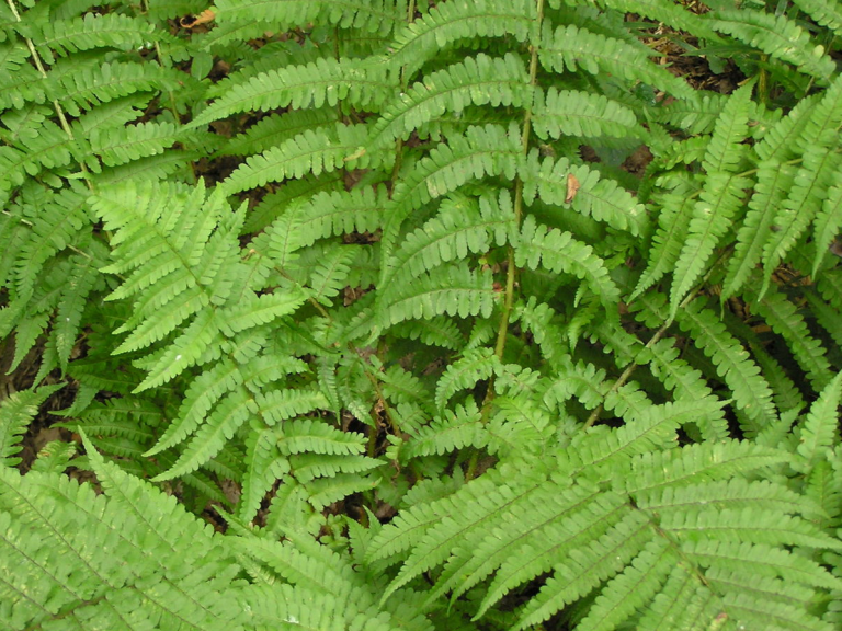 Dryopteris_filix_mas_geras_1