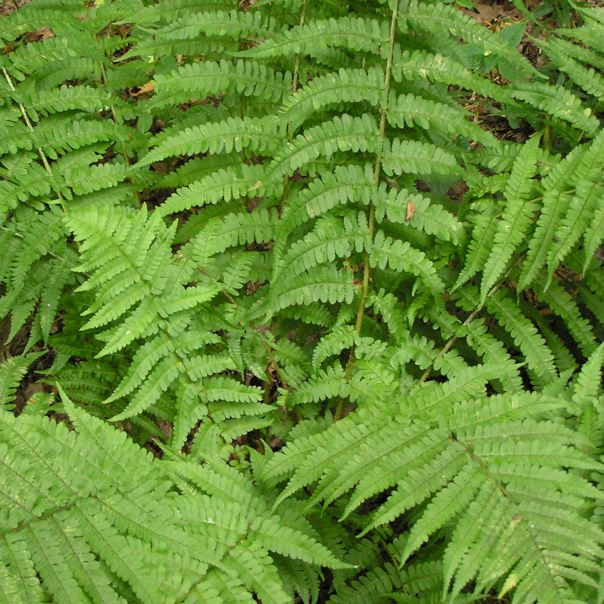 Dryopteris filix mas