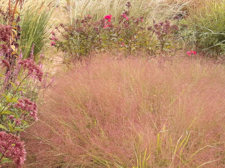 ERagrostis_spectabilis_lauke