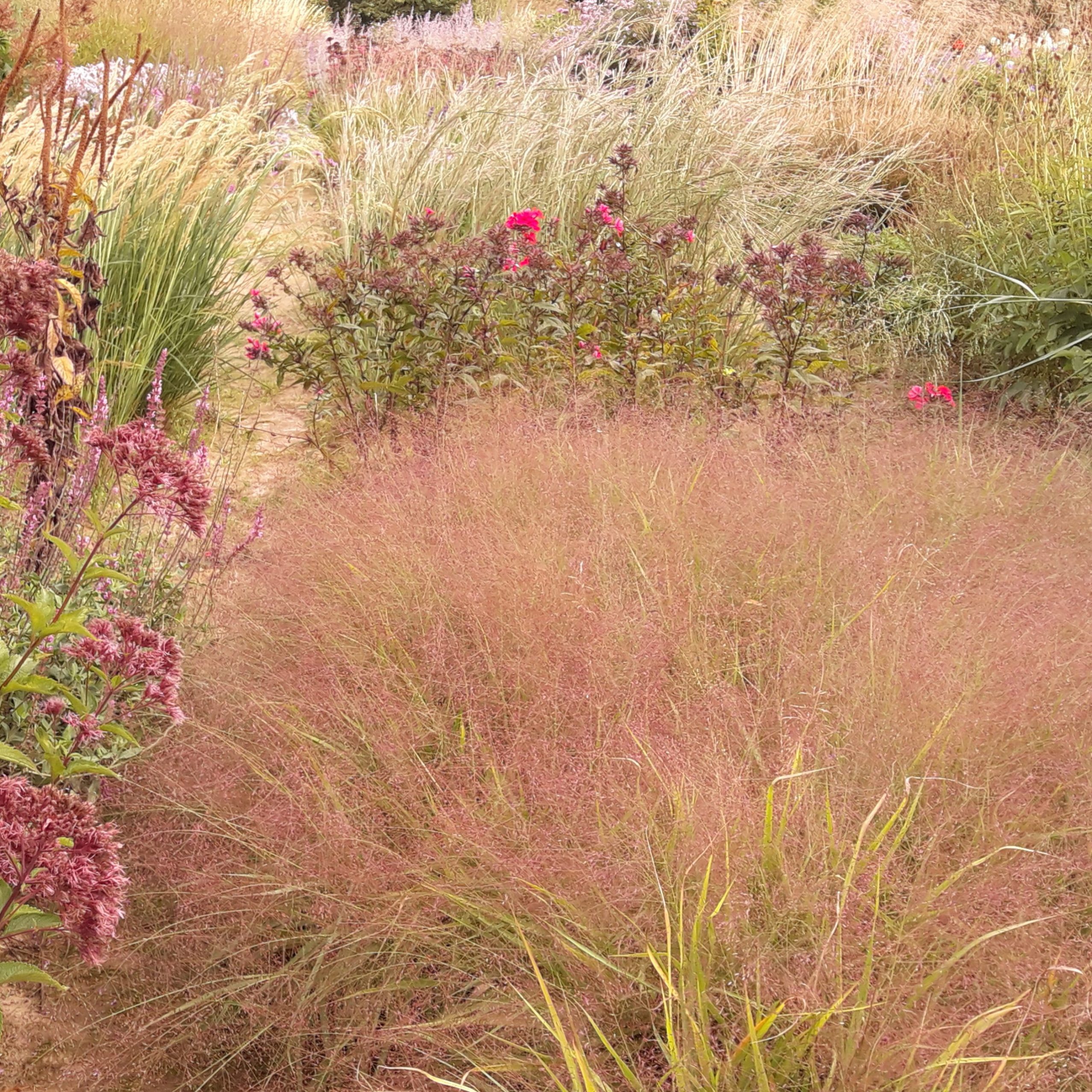 Eragrostis spectabilis