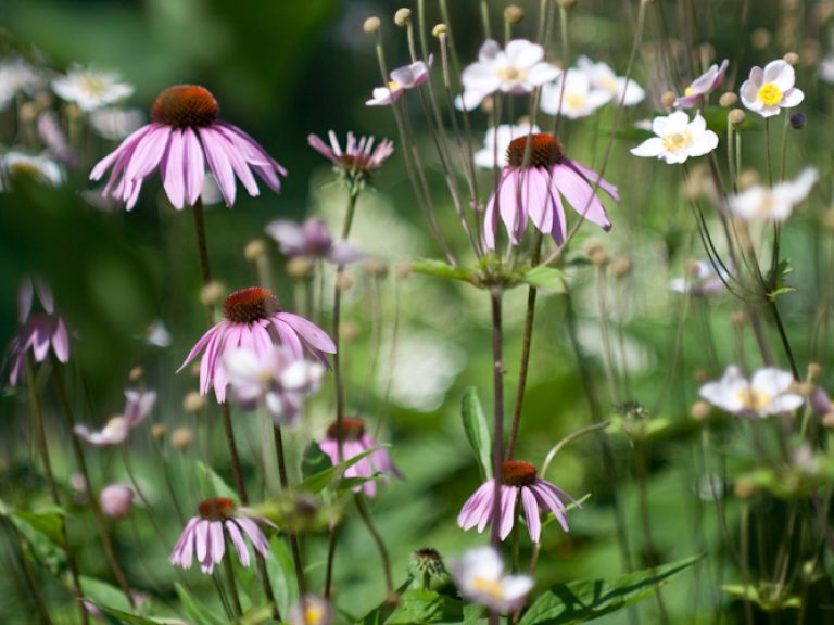 Echinacea purpurea