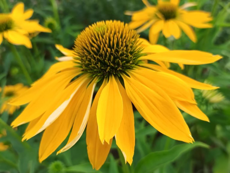 Echinacea_Leilani_ziedas_R_1
