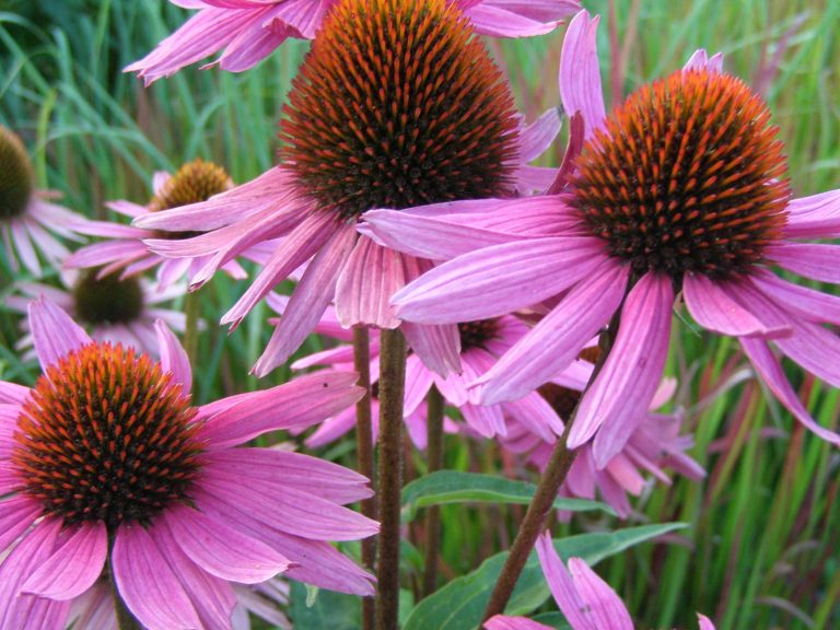 Echinacea_Magnus_Superior_ziedai_1