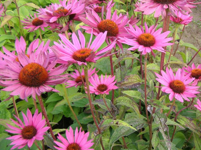 Echinacea_Mars_dar_1
