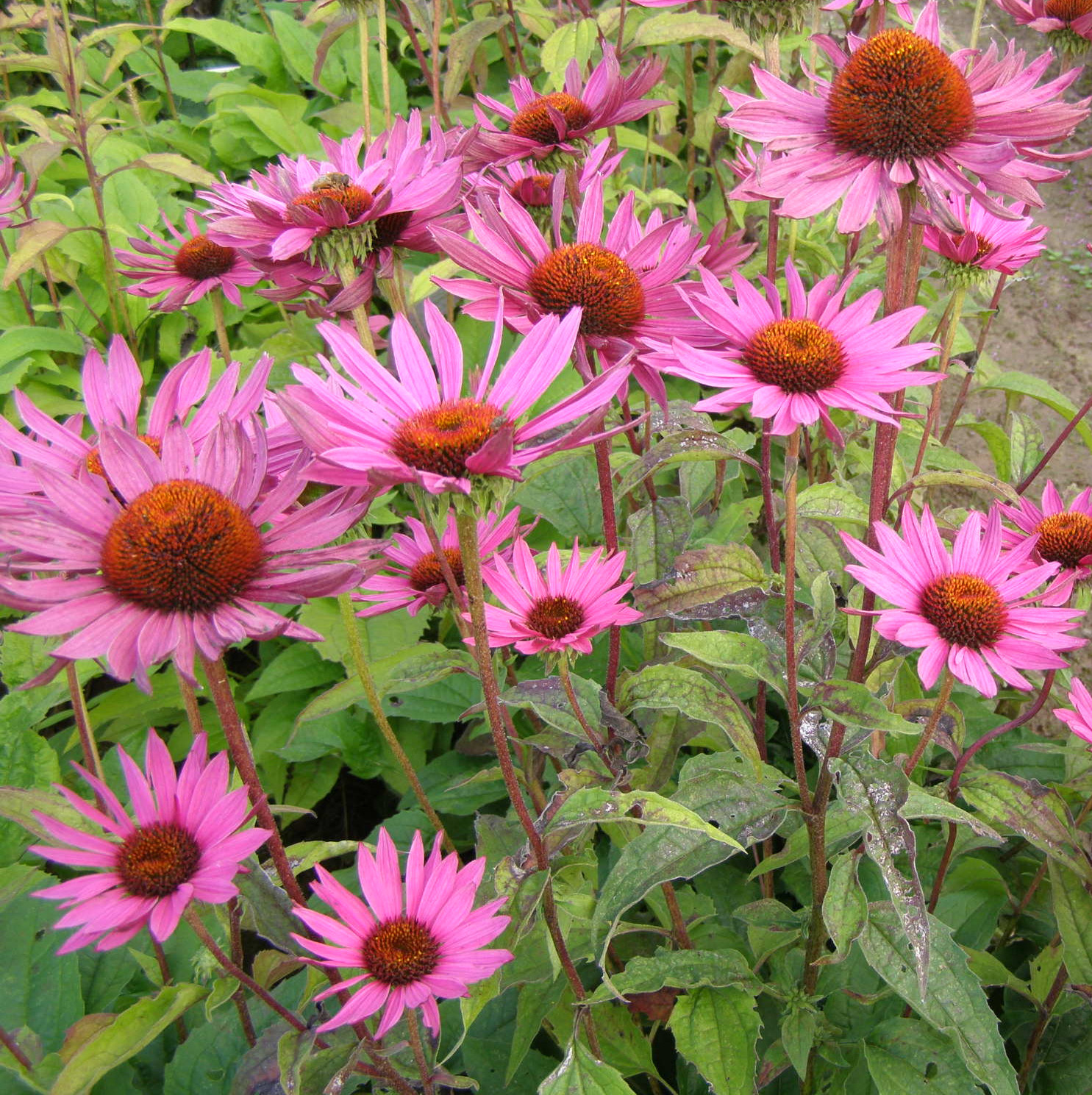Echinacea 'Mars'